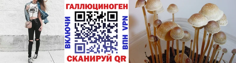 omg вход  Чегем  Галлюциногенные грибы Psilocybe  купить наркоту 